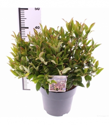 Leucothoe