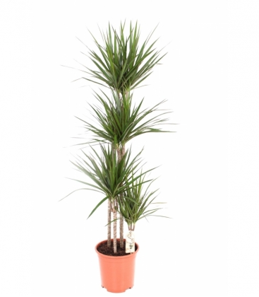 Dracaena