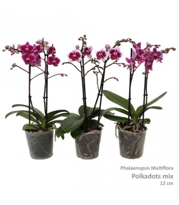 Phalaenopsis