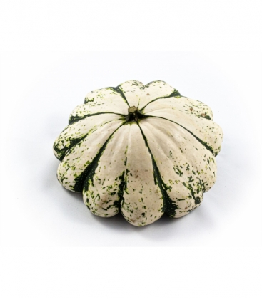 Cucurbita