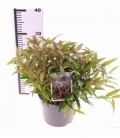 Leucothoe