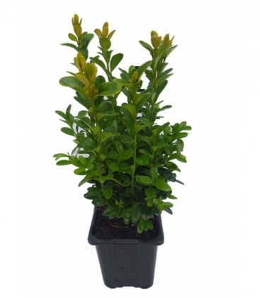 Buxus