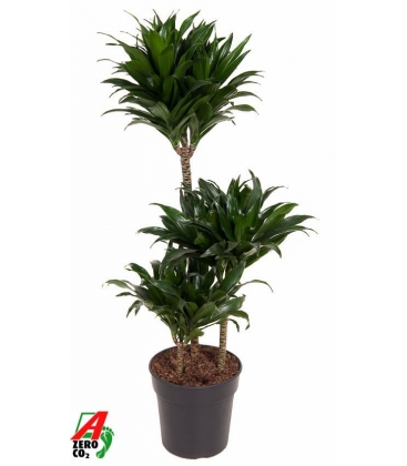 Dracaena