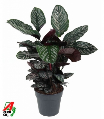 Calathea