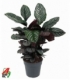 Calathea