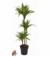 Dracaena