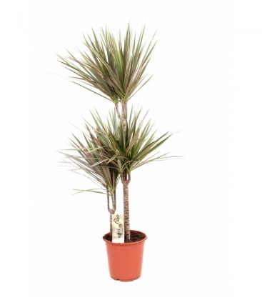 Dracaena