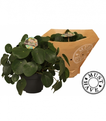 Pilea