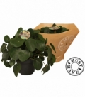 Pilea