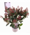 Skimmia