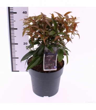 Leucothoe