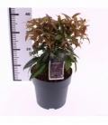 Leucothoe