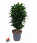 Dracaena