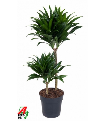 Dracaena