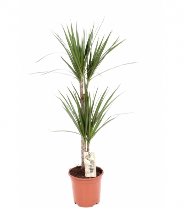 Dracaena