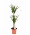 Dracaena