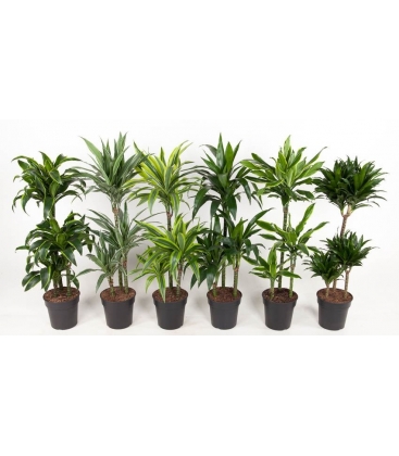 Dracaena