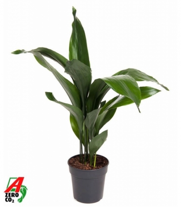 Aspidistra