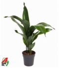 Aspidistra