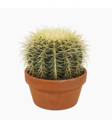 Echinocactus