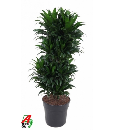 Dracaena