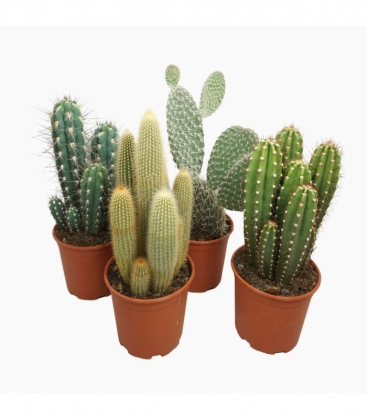 Cactus