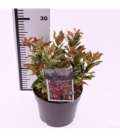 Leucothoe