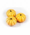 Cucurbita