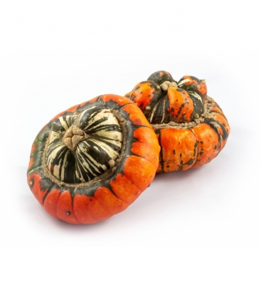 Cucurbita