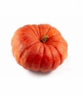 Cucurbita