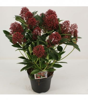 Skimmia