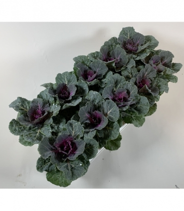 Brassica