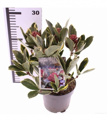 Skimmia