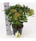 Skimmia