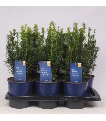 Taxus