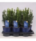 Taxus