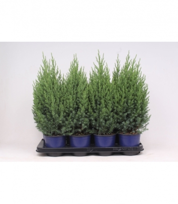 Juniperus