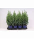 Juniperus