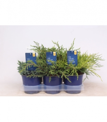 Juniperus