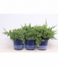 Juniperus