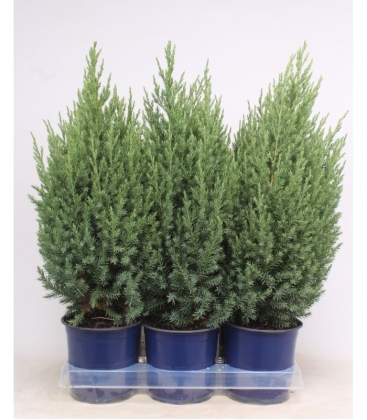 Juniperus