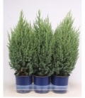 Juniperus