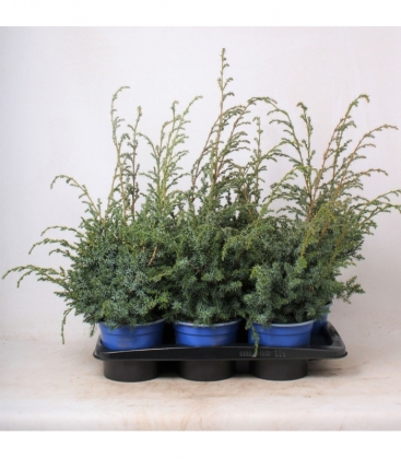 Juniperus