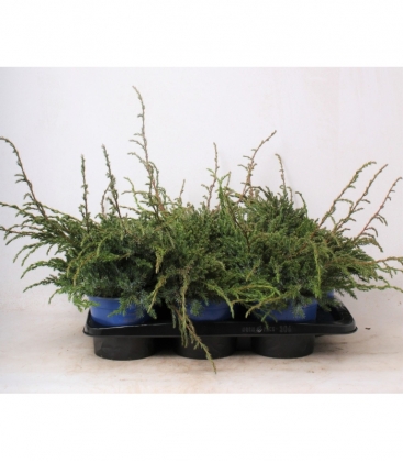 Juniperus