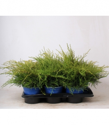 Juniperus