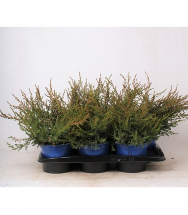 Juniperus