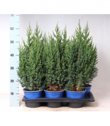 Juniperus