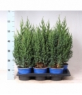 Juniperus