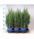 Juniperus