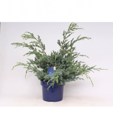 Juniperus